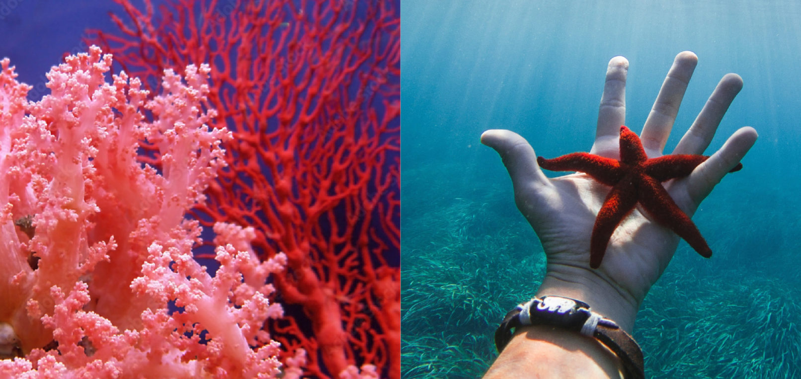 Research Lab Branding San Diego: CORAL inspiration photos of ocean coral and a hand holding a sea star